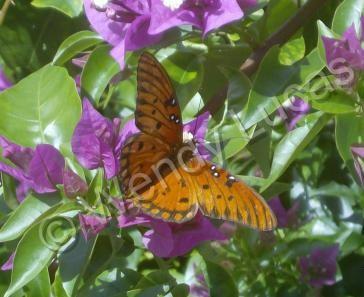 Photography - Beauty And The Bougainvillea - Photography