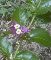 Photography - Summer Bougainvillea - Photography