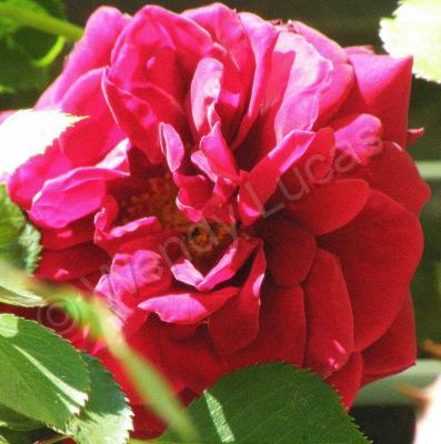 Photography - The Rose II - Photography