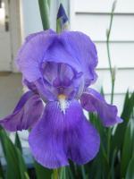 Photography - Iris - Photography