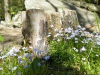 Meadow II - Photography Photography - By Wendy Lucas, Realistic Photography Artist