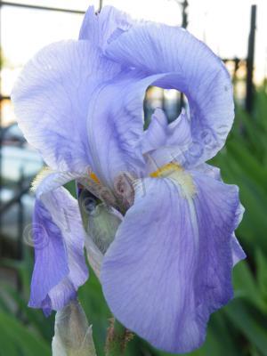 Photography - Iris II - Photography