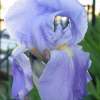Iris II - Photography Photography - By Wendy Lucas, Realistic Photography Artist