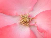 Pink II - Photography Photography - By Wendy Lucas, Realistic Photography Artist