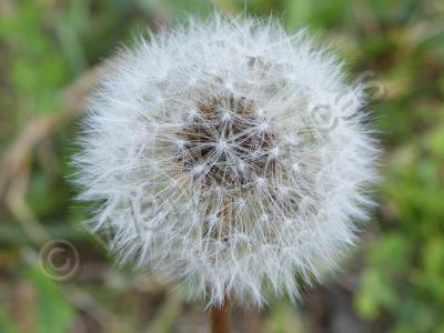 Photography - Blow II - Photography