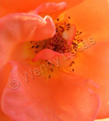 Photography - The  Rose - Photography