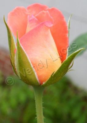 Photography - The  Rose 2 - Photography