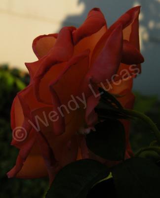 Photography - The  Rose 3 - Photography