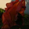 The  Rose 3 - Photography Photography - By Wendy Lucas, Realistic Photography Artist