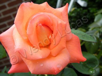 Photography - The  Rose 4 - Photography