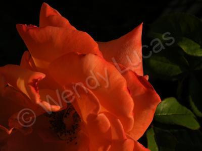 Photography - The  Rose 6 - Photography