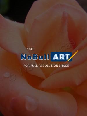 Photography - The  Rose 9 - Photography