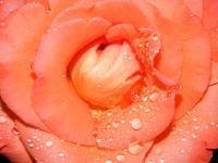 The  Rose 14 - Photography Photography - By Wendy Lucas, Realistic Photography Artist