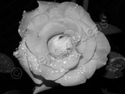 Photography - The  Rose 15 - Photography