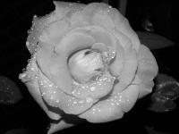 Photography - The  Rose 15 - Photography