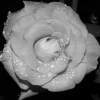 The  Rose 15 - Photography Photography - By Wendy Lucas, Realistic Photography Artist