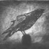 Crow - Silk Aquatint Etching Printmaking - By William Holt, Silk Aquatint Etching Printmaking Artist