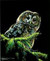 Owl - Mixed Medium Other - By Stephen Wetmore, Scratchart Other Artist
