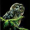Owl - Mixed Medium Other - By Stephen Wetmore, Scratchart Other Artist