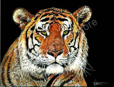 Big Cats - Bengal Tiger - Mixed Medium