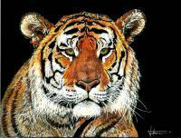 Bengal Tiger - Mixed Medium Mixed Media - By Stephen Wetmore, Scratchart Mixed Media Artist