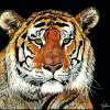 Bengal Tiger - Mixed Medium Mixed Media - By Stephen Wetmore, Scratchart Mixed Media Artist