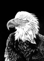 Eagle - Mixed Medium Other - By Stephen Wetmore, Scratchart Other Artist