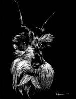 Sad Eyed Schnauzer - Scratch Art Drawings - By Stephen Wetmore, Animal Portrait Drawing Artist