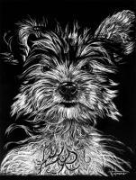 Mischief - Scratch Art Drawings - By Stephen Wetmore, Animal Portrait Drawing Artist