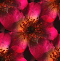 Dogrose - Photography Photography - By Keith Bond, Abstract Photography Artist