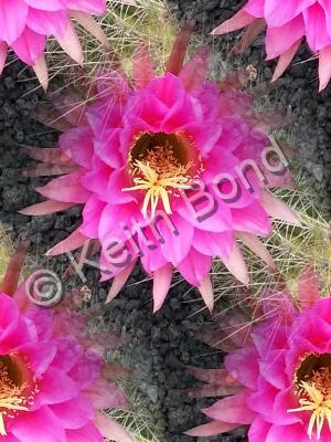 Photographs - Cactus Flower - Photography