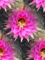 Cactus Flower - Photography Photography - By Keith Bond, Abstract Photography Artist