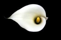 Floral - Cala Lily - Photography