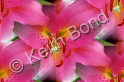 Floral - Pink Lily - Photography