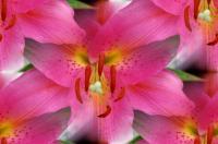 Floral - Pink Lily - Photography