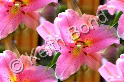 Floral - Lilies In My Garden - Photography