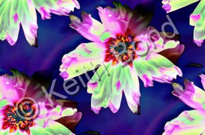 Digital - Psychedelic Fleur - Photography