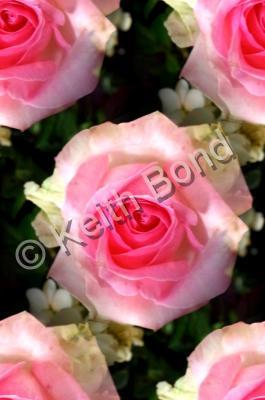 Floral - Roses - Photography