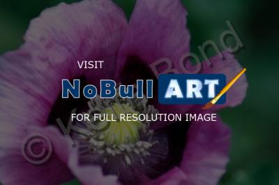 Floral - Poppy - Photography