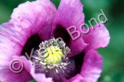 Floral - Poppy - Photography