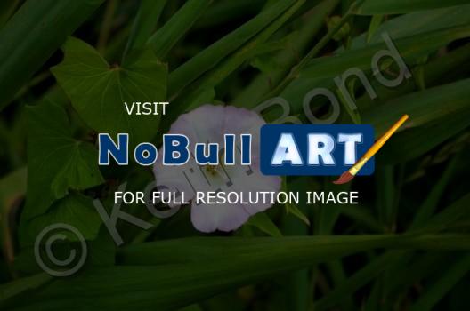 Nature - Wild Flower - Photography