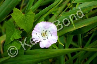 Nature - Wild Flower - Photography