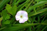 Wild Flower - Photography Photography - By Keith Bond, Floral Photography Artist