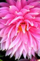 Floral - Pink Dahlia - Photography
