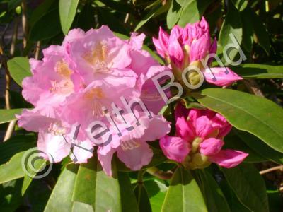 Nature - Rhodedendron - Photography