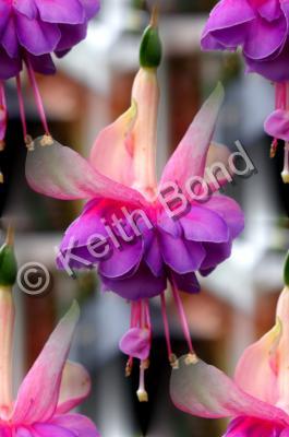 Nature - Fuchsias - Photography