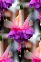 Nature - Fuchsias - Photography