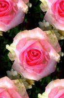 Pink Roses - Photography Photography - By Keith Bond, Floral Photography Artist