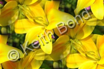 Floral - Yellow Lilies - Photography