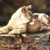 Lioness - Waiting - Watercolor Paintings - By Soon  Y Warren, Realism Painting Artist